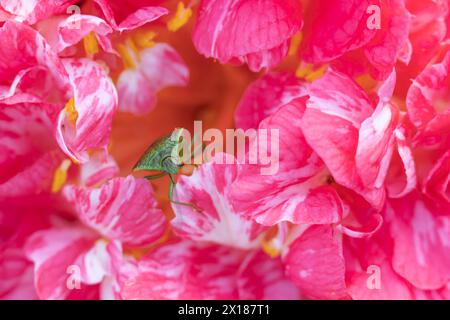 Hawthorn shieldbug (Acanthosoma haemorrhoidale) adult on a garden Camellia flower in spring, England, United Kingdom Stock Photo