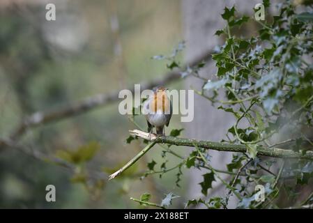 Right Foreground Image of a European Robin (Erithacus rubecula), Facing with Left Eye on Camera, Perched on the End of a Branch Coming in From Right Stock Photo