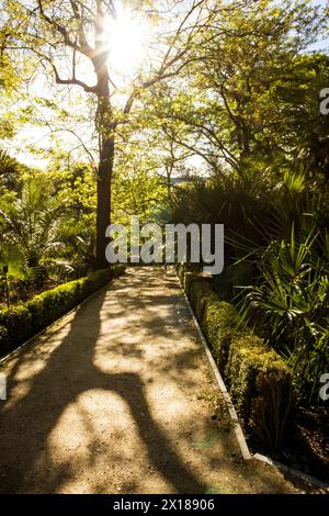 A high tree with fresh green leaves in a spring park full of sunlight. The shadows of tree branches on ground. A straight pathway, walkway in a garden Stock Photo