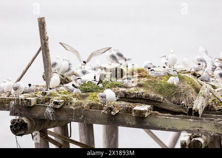 Arctic tern (Sterna paradisaea) in flight over small colony on artificial nesting raft, with kittiwake (Rissa tridactyla) in between, Varanger Stock Photo