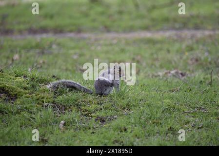 Eastern Gray Squirrel (Sciurus carolinensis) Sat on Grass in Right-Profile, Scratching with Rear Paw to Neck, taken in mid-Wales, UK in Spring Stock Photo