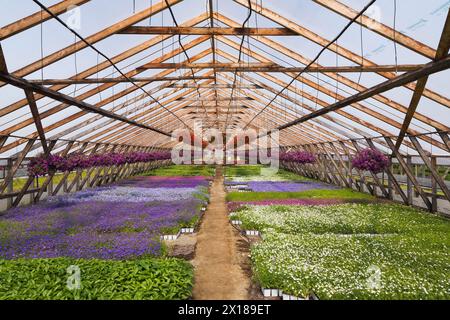 Purple and red Petunias in hanging baskets plus mixed white, lavender and blue flowering plants in containers inside greenhouse in spring, Quebec Stock Photo