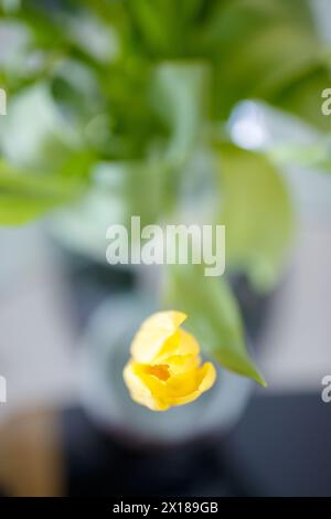 A yellow tulip with an out-of-focus background in Villajoyosa Stock Photo
