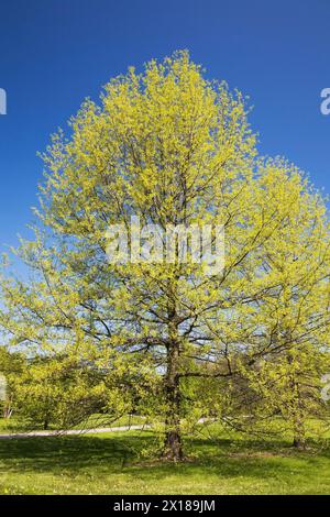 Quercus palustris, Pin Oak tree in spring, Montreal Botanical Garden, Quebec, Canada Stock Photo