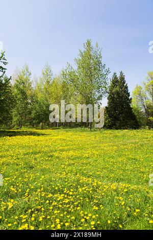 Green grass field with yellow Taraxacum, Dandelion flowers bordered by deciduous and evergreen trees in spring, Quebec, Canada Stock Photo