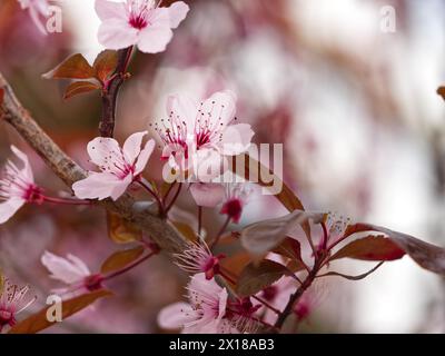 Blossoms of a blood plum (Prunus cerasifera 'Nigra') Stock Photo