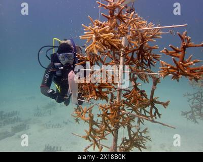 Coral farming. Magnificently grown specimens of staghorn coral (Acropora cervicornis) on the rack, ready to be cut into pieces and then released onto Stock Photo