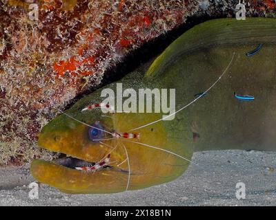 Green moray (Gymnothorax funebris) at cleaning station, with banded coral shrimp (Stenopus hispidus) and neon goby (Elacatinus oceanops), dive site Stock Photo