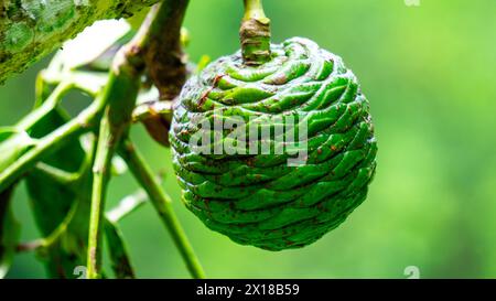 Agathis robusta (Dundathu pine, kauri pine, Queensland kauri, Australian kauri). This tree produces a high quality timber Stock Photo