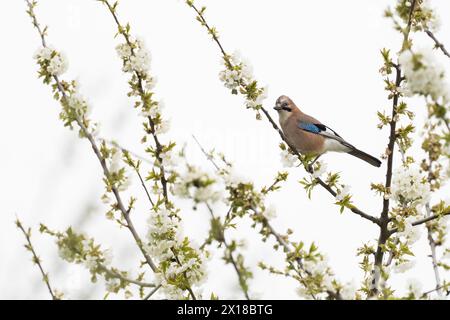 A jay (Garrulus glandarius) sitting on a flowering branch amidst white flowers, Hesse, Germany Stock Photo