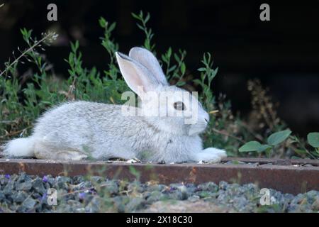 Domestic gray bunny rabbit resting in the shade. Stock Photo