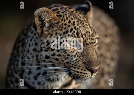 Professional portrait of an African leopard taken in soft evening light of Masai Mara, Kenya Stock Photo
