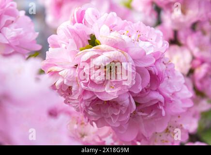 Lush branches of a blossoming Sakura tree, pink double flowers of Japanese cherry on blurred background. Spring floral background. Blooming tree. Saku Stock Photo
