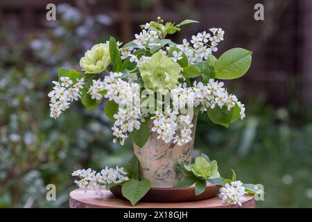bouquet of European bird cherry and lenten roses in vintage vase Stock Photo
