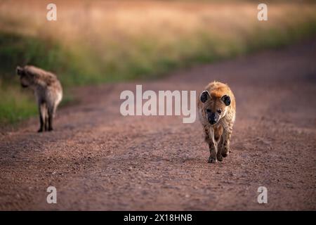 A pair of spotted hyenas walking on a marram road at Masai Mara National Reserve, Kenya Stock Photo