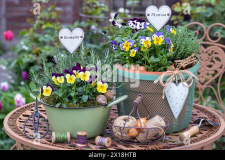 garden arrangement with viola flowers, rosemary and thyme in rustic pots Stock Photo