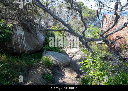 Sydney,Australia, North harbour aquatic reserve  on Dobroyd Head and walking track to Washaway Beach on Sydney Harbour coast, NSW,Australia Stock Photo