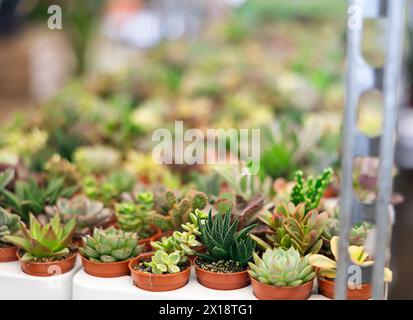 Various potted succulents in small pots arranged on shelves in store Stock Photo