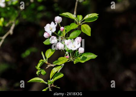 Pink and white apple tree (Malus domestica) blossom and buds in spring in a garden in Surrey, south-east England, close-up view Stock Photo