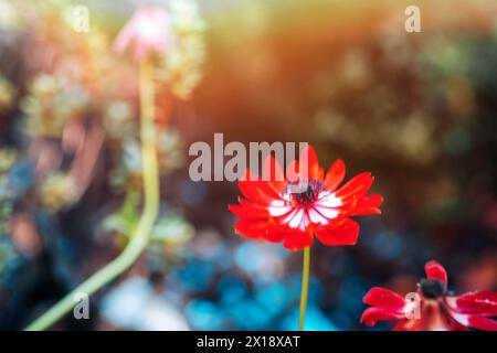 Red Summer Pheasant's Eye flower in sunlight. Adonis Aestivalis. Stock Photo