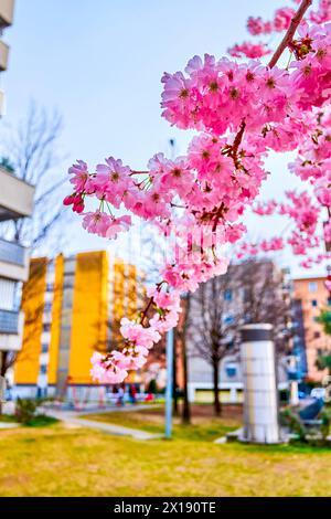 The blooming pink sakura tree, beautiful spring in Lugano, Switzerland Stock Photo