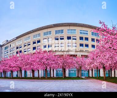 Panorama of blooming Japanese Cherry garden in the yard of residential neighborhood of Lugano, Switzerland Stock Photo