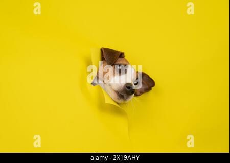 Cute Jack Russell Terrier dog tearing up yellow cardboard background.  Stock Photo