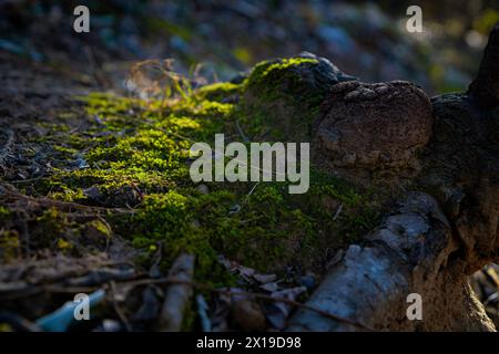 Forest moss growing on tree roots at sunrise in the morning Stock Photo