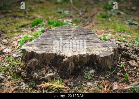 tree with cut off stump in the forest Stock Photo