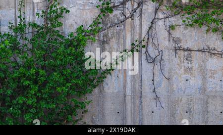 Green leaves growing on a concrete wall Stock Photo