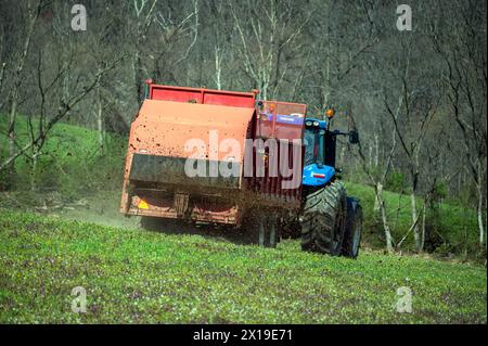 Farm tractor spreads fertilizer manure on a green agricultural field Stock Photo