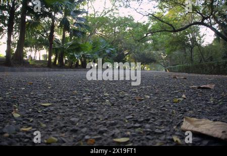 Closeup of asphalt road inside joggers park. Tilt up view. Stock Photo
