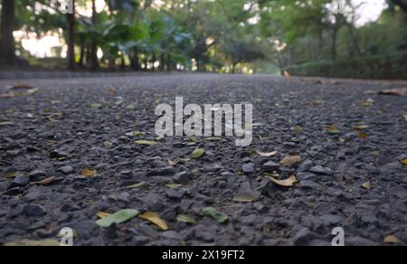 Closeup of asphalt road inside joggers park. Tilt up view. Stock Photo