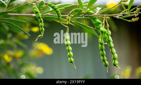 Pigeon pea (Gude, kacang gude, kacang kayo, kacang bali, Cajanus cajan, red gram, tur, pwa kongo, gungo peas) leaves Stock Photo