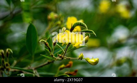 Pigeon pea (Gude, kacang gude, kacang kayo, kacang bali, Cajanus cajan, red gram, tur, pwa kongo, gungo peas) leaves Stock Photo