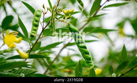 Pigeon pea (Gude, kacang gude, kacang kayo, kacang bali, Cajanus cajan, red gram, tur, pwa kongo, gungo peas) leaves Stock Photo