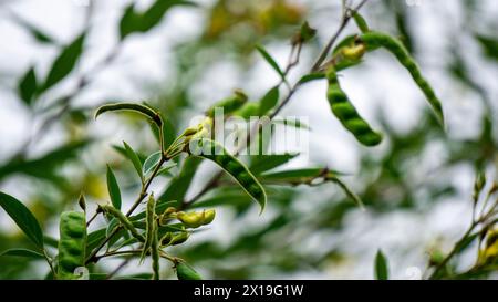 Pigeon pea (Gude, kacang gude, kacang kayo, kacang bali, Cajanus cajan, red gram, tur, pwa kongo, gungo peas) leaves Stock Photo