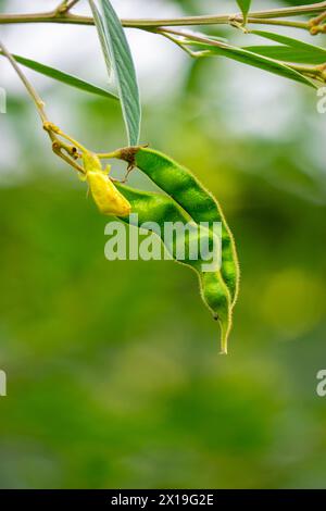 Pigeon pea (Gude, kacang gude, kacang kayo, kacang bali, Cajanus cajan, red gram, tur, pwa kongo, gungo peas) leaves Stock Photo