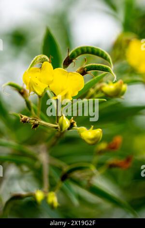 Pigeon pea (Gude, kacang gude, kacang kayo, kacang bali, Cajanus cajan, red gram, tur, pwa kongo, gungo peas) leaves Stock Photo