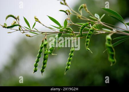 Pigeon pea (Gude, kacang gude, kacang kayo, kacang bali, Cajanus cajan, red gram, tur, pwa kongo, gungo peas) leaves Stock Photo