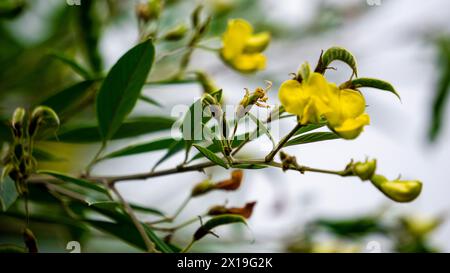 Pigeon pea (Gude, kacang gude, kacang kayo, kacang bali, Cajanus cajan, red gram, tur, pwa kongo, gungo peas) leaves Stock Photo