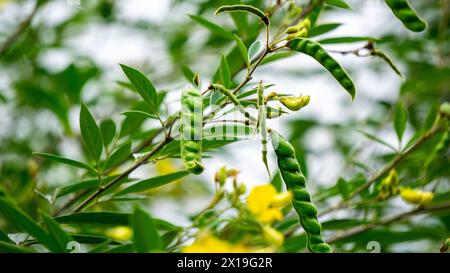 Pigeon pea (Gude, kacang gude, kacang kayo, kacang bali, Cajanus cajan, red gram, tur, pwa kongo, gungo peas) leaves Stock Photo