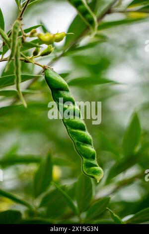 Pigeon pea (Gude, kacang gude, kacang kayo, kacang bali, Cajanus cajan, red gram, tur, pwa kongo, gungo peas) leaves Stock Photo