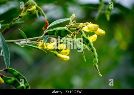 Pigeon pea (Gude, kacang gude, kacang kayo, kacang bali, Cajanus cajan, red gram, tur, pwa kongo, gungo peas) leaves Stock Photo