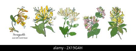 Set of Honeysuckle, June birth month flower. Stock Vector