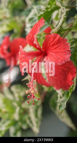 Red flowers in the garden are called kembang sepatu, Mock Azalea, lily, Adenium Obesum, Desert Rose or Bignonia. Stock Photo