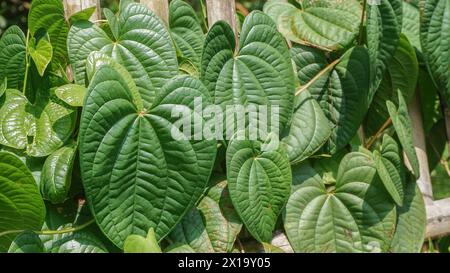 Daun Sirih : betel leaves or Piper sarmentosum Roxb or Chaplo leaves Stock Photo