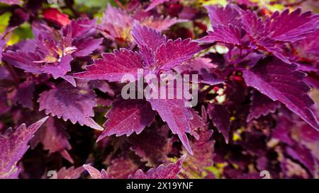 Plectranthus scutellarioides, coleus or Miyana leaves or Miana or in Latin Coleus Scutellaricides, is a species of flowering plant Stock Photo