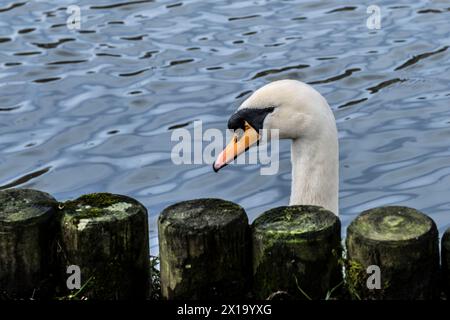 A Mute Swan Cygnus olor on a lake in Newquay in Cornwall in the UK. Stock Photo