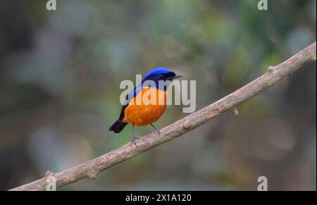 Buxa Tiger Reserve, West Bengal, India. Rufous-bellied Niltava male,  Niltava sundara Stock Photo